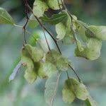 Image result for Hymenocardia