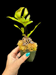 Image result for Landolphia robustior