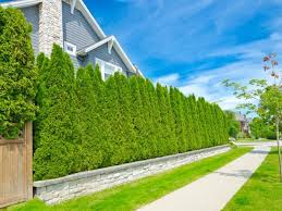 For one thing, most are quick growing. Plant Hedges Or Bushes To Create A Living Privacy Screen The Money Pit