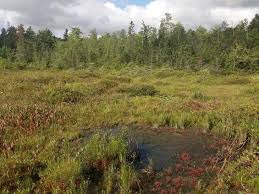 Image result for Lycopodiella caroliniana