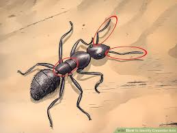 3 Easy Ways To Identify Carpenter Ants Wikihow