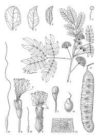 Image result for Albizia glaberrima