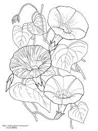 ３種の朝顔の植物画の塗り絵の下絵 画像 ぬり絵 塗り絵 花の塗り絵