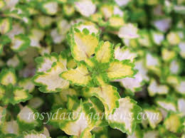 Image result for Coleus megacalyx