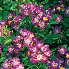 Ramblerrose Veilchenblau Veilchen Kletterrose Pflanzen Kaufen