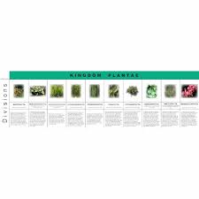 plant kingdom charts