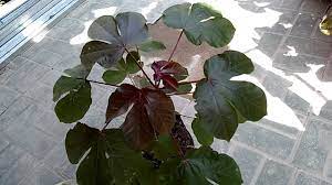 Khasiat getah jarak memang sudah digunakan sejak dulu sebagai ramuan herbal yang kaya akan kegunaan. Jarak Hitam Youtube