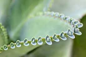 Propagating Succulents In 5 Easy Steps Gardener S Path Propagating Succulents Succulents Propagation