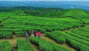 Objek wisata kota majalengka (jawa barat) ». Nomor Hp Pengelola Kebun Teh Cipasung Majalengka Nomor Hp Pengelola Kebun Teh Cipasung Majalengka 5 Kebanyakan Warga Cipasung Mempunyai Pendapatan Dari Hasil Tani