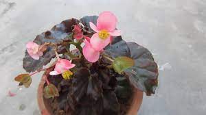 Begonia Plant Caring Guide Hindi Urdu Youtube