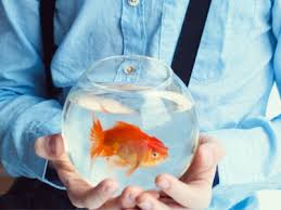 Tops are available for many sizes of bowls and most small tanks. 5 Best Fish You Can Keep In A Bowl With Pictures Tips Aquariumnexus