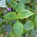 Image result for Brillantaisia cicatricosa