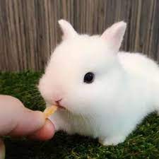 40 gambar arnab comel yang sangat lucu dan cute. 86 Bunbunny Ideas Haiwan Peliharaan Haiwan Lucu Anak Haiwan