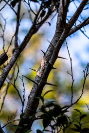 Image result for Dovyalis lucida