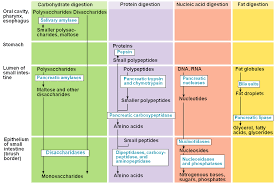 Digestive Enzymes Simplified Biology