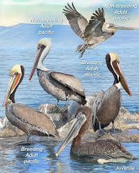 But can a pelican bill hold as much food as its stomach can? Brown Pelican Whatbird Com