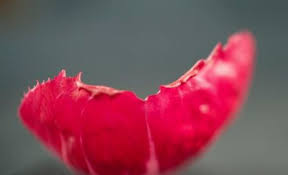 Tata cara mengqadha shalat fardhu yang terlewat. Qadha Shalat Yang Terlewatkan Karena Haid Konsultasi Agama Dan Tanya Jawab Pendidikan Islam