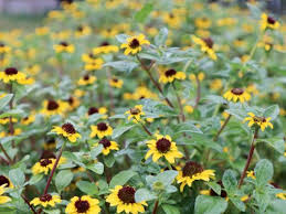 Image result for foto Vitálka