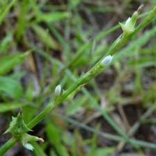 Image result for Oxygonum