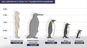 2014 Te Ogrenilen Onemli Bilgiler Penguen Hayvanlar Bilgi
