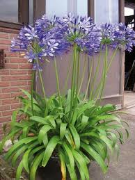 Tout Ce Que Vous Avez Toujours Voulu Savoir Sur Les Agapanthes Idees Jardin Jardin Potager Jardins