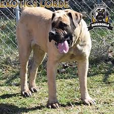 Black Boerboel Puppies For Sale Near Me Female African Boerboel Expecting Black Puppies African Boerboel Black Puppy Boerboel