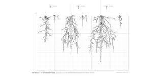 2015 Asla Student Awards Architectural Section Architecture Concept Drawings System Architecture