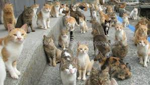 Karena dengan mengetahui makna mimpi yang kita alami, kita dapat waspada pada halangan dan rintangan pada kehidupan kita. 76 Gambar Kucing Banyak Terbaik Gambar Pixabay