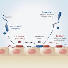 A Surface Induced Asymmetric Program Promotes Tissue Colonization By Pseudomonas Aeruginosa Sciencedirect