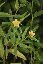 Image result for Sida chrysantha