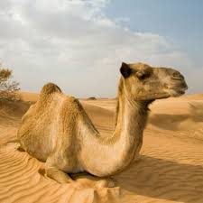 Check spelling or type a new query. Tanda Tanda Kebesaran Allah Yang Terhampar Di Alam Raya Disebut Coba Sebutkan