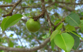 It grows up to 30 ft. Why Manchineel Might Be Earth S Most Dangerous Tree