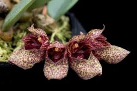 Image result for Bulbophyllum prorepens