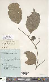 Image result for Faroa pusilla