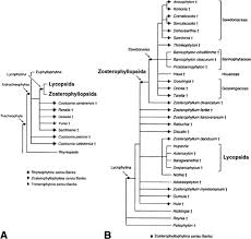 Image result for Huaceae