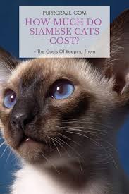 Why buy a siamese kitten for sale if you can adopt and save a life? How Much Do Siamese Cats Cost Purr Craze