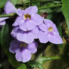 Image result for Thunbergia mildbraediana