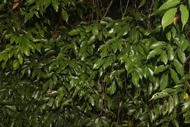 Image result for Rourea