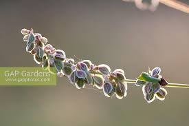 Image result for Fallopia convolvulus