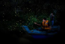 Want to go firefly watching? Booking Confirmation Travel Yamu Travelyamu Com