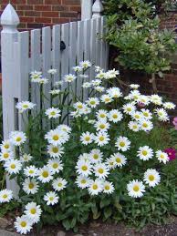 Shallow Roots So Greater Water Needs Keep Mulched Don T Water Overhead Shasta Daisies Flower Garden Plants