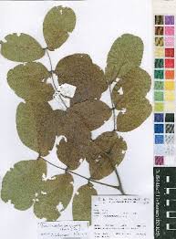 Image result for Julbernardia