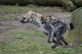 Hyaenen Fotos Bilder Auf Fotocommunity Hyane Wilde Hunde Tiere Wild