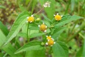 Image result for Galinsoga parviflora