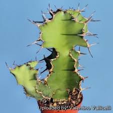 Image result for Euphorbia unicornis