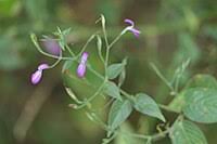 Image result for Dicliptera hensii