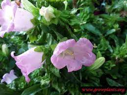Canterbury Bells Flower Flowers Indoor Flowering Plants Plants