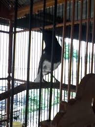 Menerima pesanan dengan berbagai ukuran sesuai. Mengatasi Burung Kacer Stres Akibat Sangkar Jatuh Belonomi
