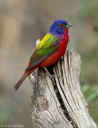 Birds Of Texas Hill Country Pictures Pin By Texas Hill Country On My Love Of Birds Nature Birds Beautiful Birds Painted Bunting