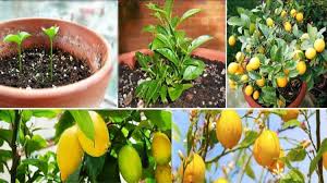 Bu içerikte sizler için saksıda limon ağacı bakımı nasıl yapılilır evimizde limon yetiştirirken nelere dikkat etmeliyiz budama. Limon Agaci Bakimi Nasil Yapilir Hangi Iklimi Sever Doga Haberleri